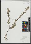 Foto von Salix alba L.